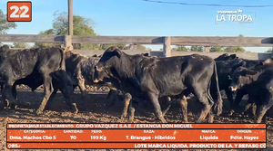  LOTE 22