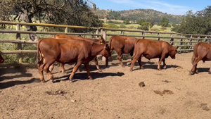  49 Novillo Engorda en Algarrobo, V  Región Valparaíso