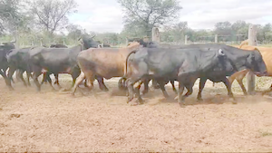  35 Vacas de invernar en Campo Gallo, Santiago del Estero