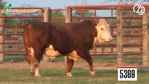  Hereford