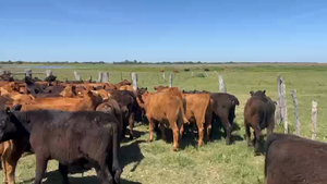  65 Terneros en Corrientes, Goya