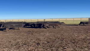  63 Terneros en Chillar