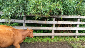  32 Ternera en Futrono, XIV Región Los Ríos