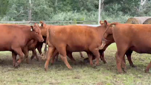  10 Vaquillonas preñadas