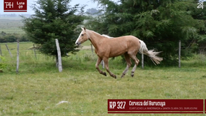  CERVEZA DEL BURUCUYA
