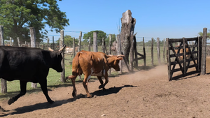  35 Vacas de invernar