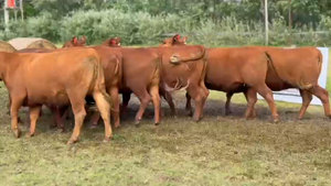  10 Vaquillonas preñadas