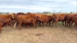  22 Vaquillonas Preñadas