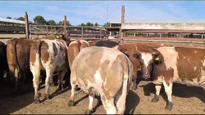  20 Vaquilla Gorda en Los Ángeles, VIII Región Biobío