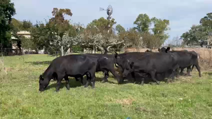  28 Vacas nuevas C/ gtia de preñez en Magdalena, Buenos Aires