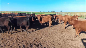  95 Terneras en Salazar