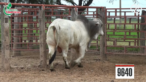  Toros Brahman
