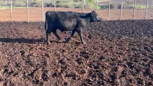  30 Novillo Engorda en San Pedro, Región Metropolitana