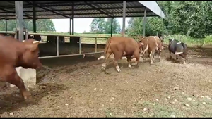 20 Novillo Gordo en Paillaco, XIV Región Los Ríos