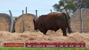 Lote 2 — Escritorio Dutra LTDA.