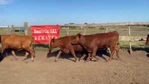  100 Vaquillonas en Entre Ríos, San Jaime