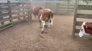  45 Novillo Gordo en Osorno, X Región Los Lagos