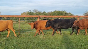  35 Vacas CUT preñadas