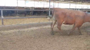  26 Novillo Gordo en Linares, VII  Región Maule