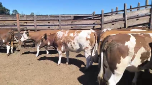  20 Vaquilla Gorda en Los Ángeles, VIII Región Biobío