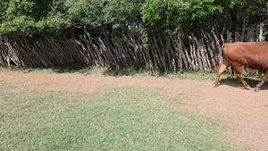  60 Vacas de invernar en Corrientes, Mocoretá