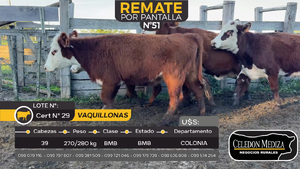  39 Vaquillonas  en Tarariras, Colonia