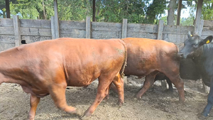  16 Novillo Gordo en Osorno, X Región Los Lagos