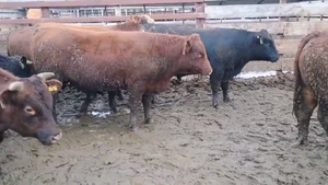  40 Novillo Gordo en Los Ángeles, VIII Región Biobío