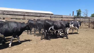  20 Novillo Gordo en Los Ángeles, VIII Región Biobío