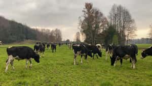  100 Novillo Engorda en Panguipulli, XIV Región Los Ríos