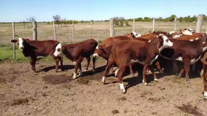  19 Terneros/as Braford en Moisés Ville, Santa Fe