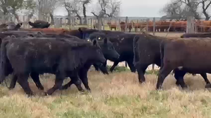  100 Terneras