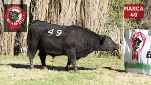  1 Toro