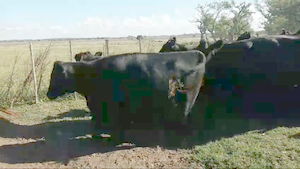 45 Vacas nuevas C/ gtia de preñez en La Plata, Buenos Aires