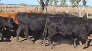  12 Vacas nuevas C/ cria