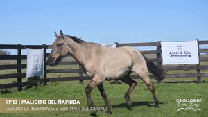 Malicito del Ñapinda — Escritorio Alori y Cia.