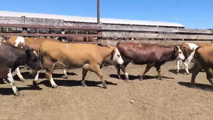  20 Vaquilla Gorda en Los Ángeles, VIII Región Biobío