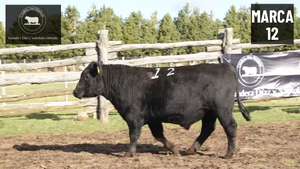  1 Toro