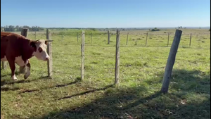  VACAS DE INVERNADA