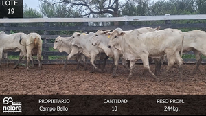  LOTE 19