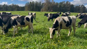  40 Novillo Engorda, Cunco,, IX Región Araucanía