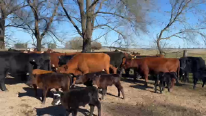  28 VACAS NUEVAS Y USADAS AL CTE