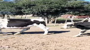  20 Novillitos Holando Argentino en Altos de Chipión, Córdoba