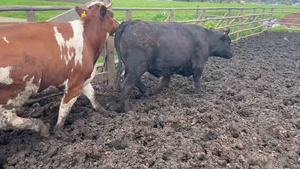  20 Novillo Gordo en Melipilla, Región Metropolitana