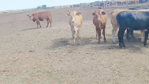  200 Terneras en Córdoba, El Fortín