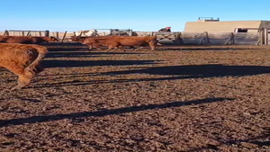  75 Terneras en Laprida