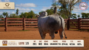 Lote 15 — Sola Marca SA