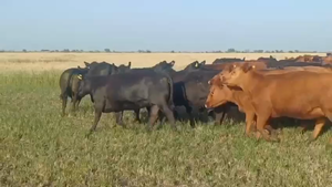  60 Vaquillonas C/ gtia de preñez