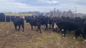  65 Terneros en Buenos Aires, Mar de Ajó