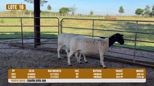  LOTE 16